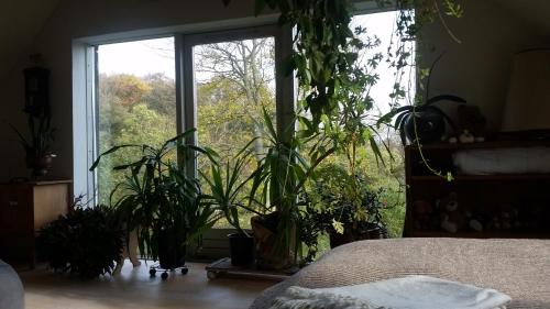 a bedroom with plants in front of a window at Petersholm in Odder