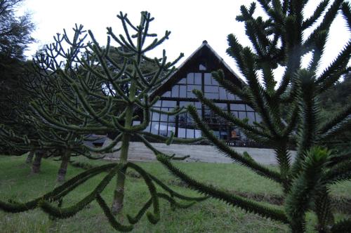 a house with a pine tree in front of it at Cabañas Lago Elizalde in Coihaique