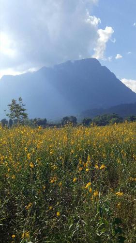 a field of flowers with a mountain in the background at Ban Thung Talay Mok Chiangdao in Chiang Dao
