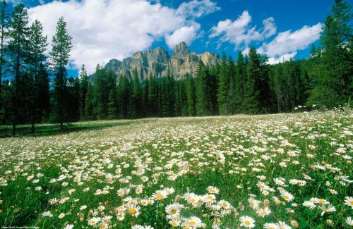 a field of flowers with a mountain in the background at HI Castle Mountain - Hostel in Castle Junction