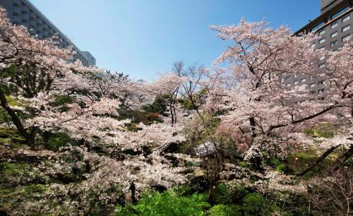 a group ofakura trees in front of some buildings at Grand Prince Hotel Shin Takanawa in Tokyo