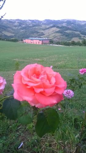 a pink rose sitting in a field of flowers at Agriturismo Prato degli Angeli in Sassoleone