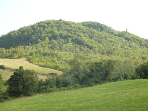 a green hill with trees on a green field at Agriturismo Prato degli Angeli in Sassoleone