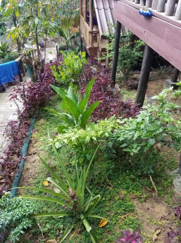 a garden with plants next to a bench at Happy Elephant Bungalows in Koh Rong Island