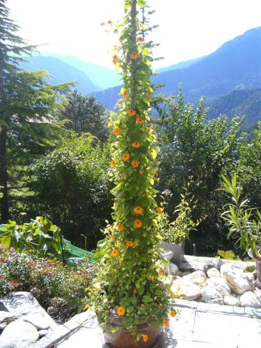 a tall plant with flowers growing on top of it at Bed & Breakfast La Val in Trin