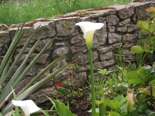 a flower in front of a stone wall at Hotel Marfrei in Hinojedo
