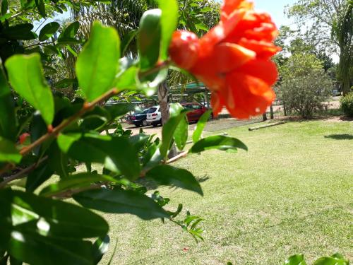 a red flower on a tree in a park at Hotel La Posta del Dayman in Termas del Daymán