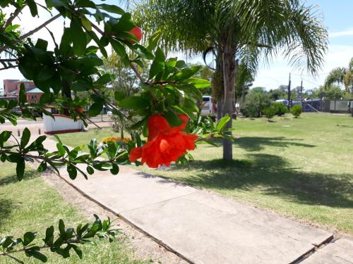 a red flower on a tree in a park at Hotel La Posta del Dayman in Termas del Daymán