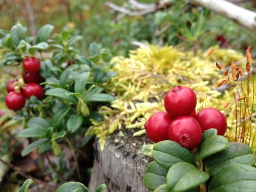 a bunch of red fruits sitting on top of a plant at STF Orsa Hostel in Orsa