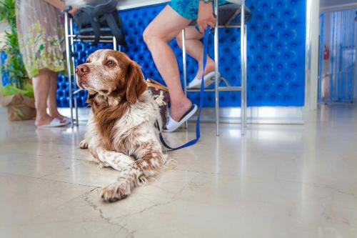 a dog sitting on the floor next to a woman at Hotel Eugenio in Cesenatico