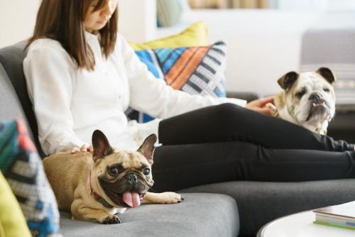 a woman sitting on a couch with two dogs at Hotel Spero, Vignette Collection by IHG in San Francisco
