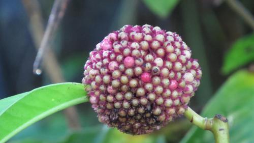 a close up of a flower on a plant at EYA Ecolodge in San Isidro