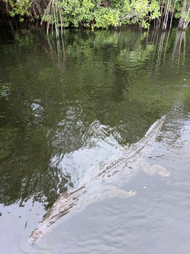 a crocodile is swimming in a body of water at Ultimate Freedom Bed and Breakfast in Santa Cruz