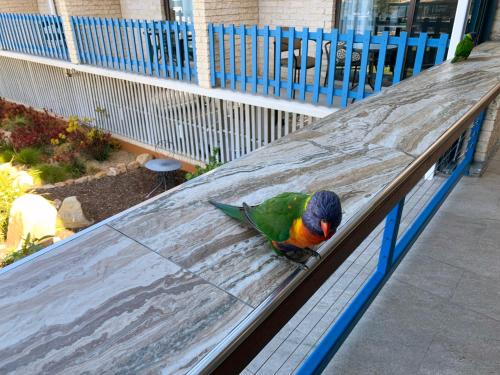 a green and white parrot sitting on top of a wooden bench at Mariners on the Waterfront in Batemans Bay