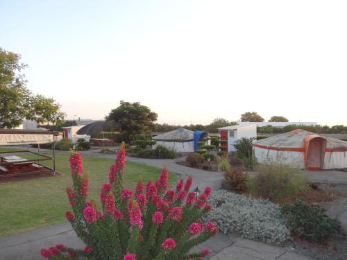 a garden with pink flowers and tents in the background at Sea of Galilee - Genghis Khan in The Golan in Giv'at Yo'av