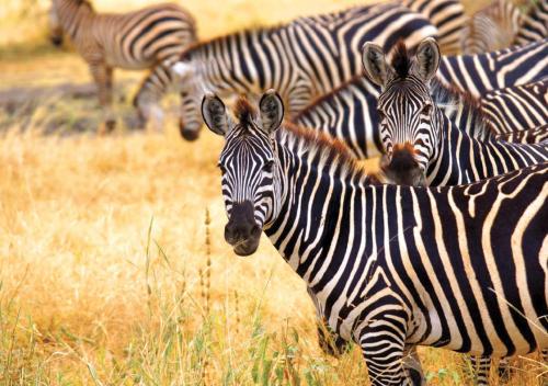 a herd of zebras standing in a field at Kruger National Park Mjejane Private Game Reserve in Hectorspruit