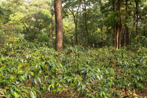 a forest filled with lots of green bushes and trees at Kabbe Holidays in Madikeri
