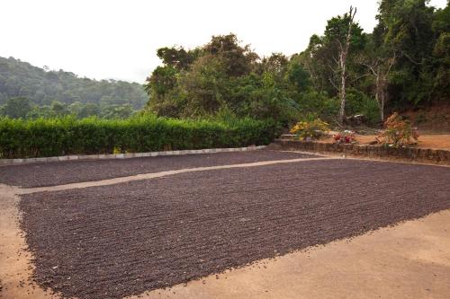 a gravel parking lot with trees in the background at Kabbe Holidays in Madikeri