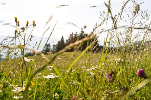 Berghütte Sommerstall – Photos 5