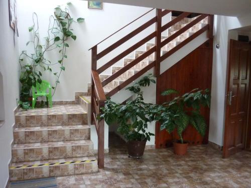 a staircase in a house with potted plants at Pod Smrcinou in Nová Pec