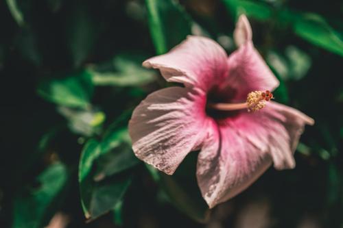 a pink flower with a bee on it at Los Hermanos Beach Hostal in Guachaca