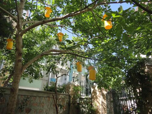Φωτογραφία από το άλμπουμ του Ada Palas Buyukada στην Πρίγκηπο