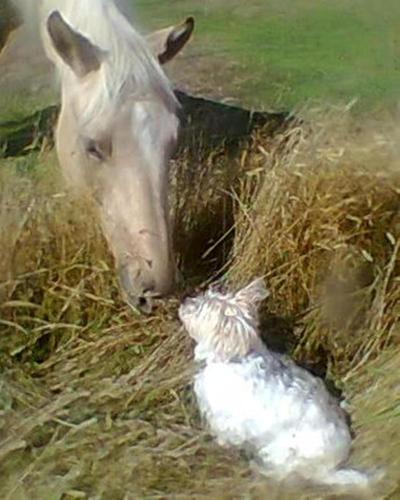 a horse and a white bird in the grass at Kepler Oaks Chalet in Te Anau