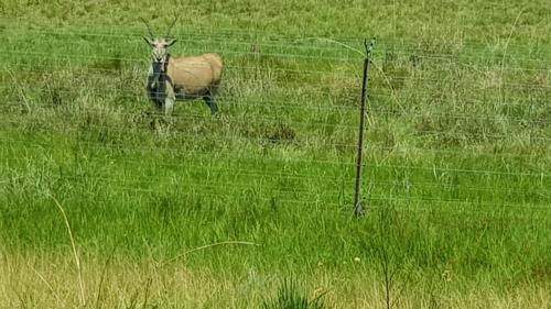 a sheep standing in a field behind a fence at Pilot's Cabin, El Mirador Airfield in Champagne Valley