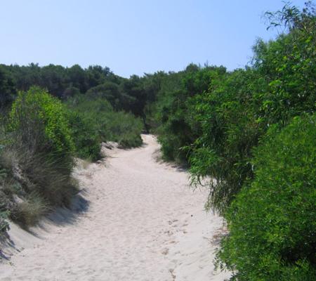 a sandy path in the middle of a forest at Casa Direttamente sul mare in Marina di Mancaversa