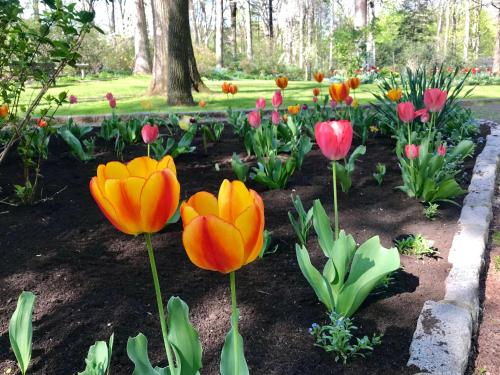 a bunch of tulips in a garden with a tree at Gramercy Mansion in Stevenson