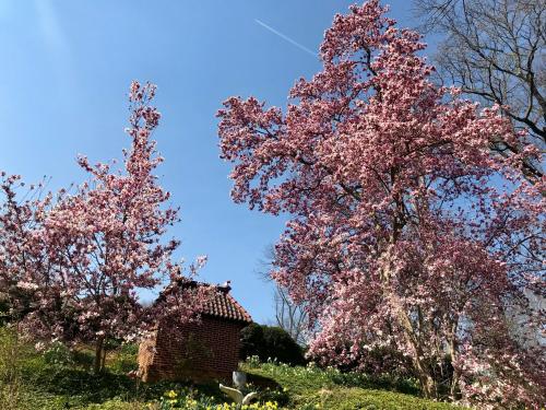 two trees with pink flowers in front of a building at Gramercy Mansion in Stevenson