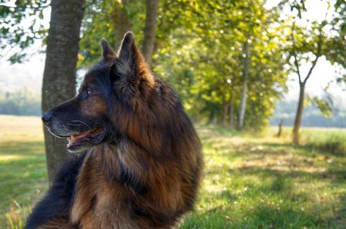 a dog sitting in the grass next to a tree at Agriturismo Casa Agricola Rossi Appartamenti in Casentino in Soci