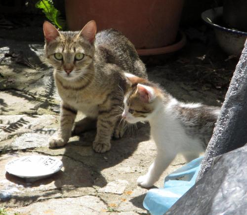 two cats standing next to each other on the ground at lontani da casa in Borgofranco dʼIvrea