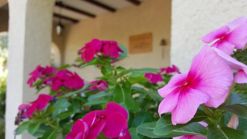 Κήπος έξω από το Casa Jetizo