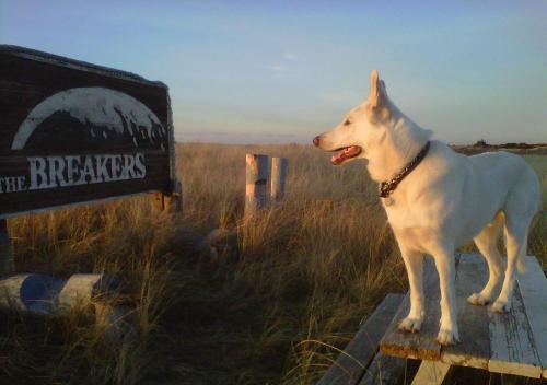 a white dog standing on top of a wooden fence at The Breakers Long Beach in Long Beach