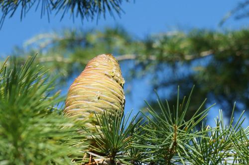 a close up of a pine cone in a pine tree at B&B Les Tranchées in La Croisille-sur-Briance