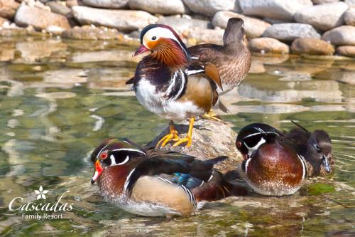 a group of ducks standing on a rock in the water at Cascadas Family Resort in Sunny Beach