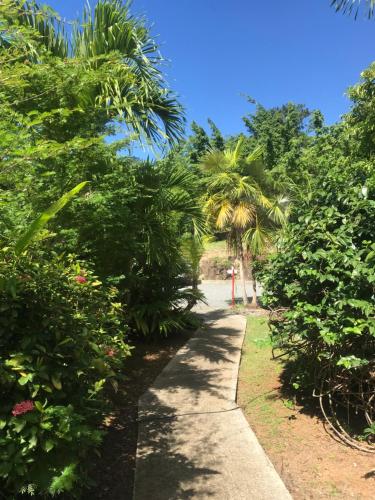 a path through a garden with palm trees at Le Rayon Vert - Hôtel & Restaurant VUE SUR MER in Deshaies