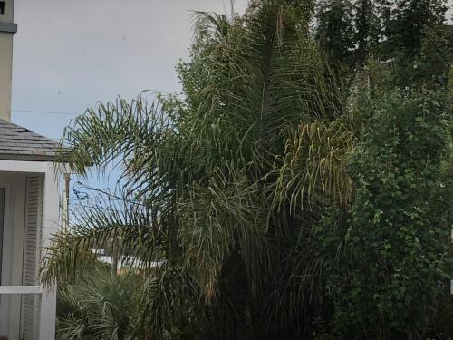 Giardino di Las grutas Punta del este