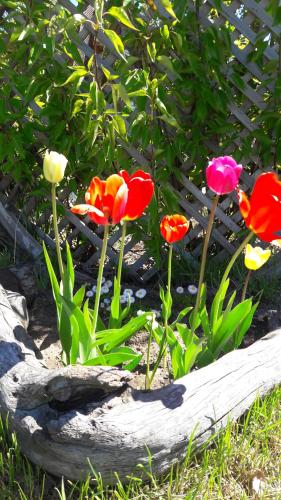 a group of colorful flowers in a garden at Cabañas Oyikil in El Calafate