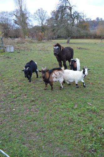 Tiere im Ferienhaus oder in der Nähe