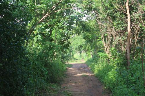 a dirt road in the middle of a forest at Wilpattu Holiday Home in Nochchiyagama