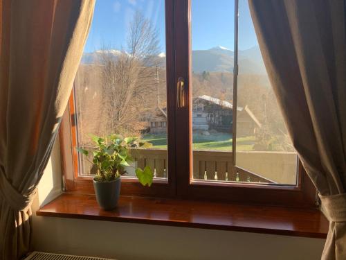 a window with a potted plant on a wooden window sill at Pensiunea Ghiocelul in Avrig