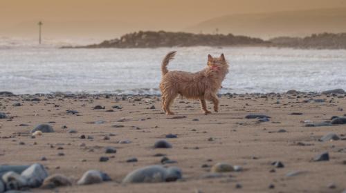 a cat walking on a beach near the water at Enlli Fach cabin sleep's 2 adults and 2 children 2 dogs welcome not suitable for contract workers due to parking height restrictions in Borth