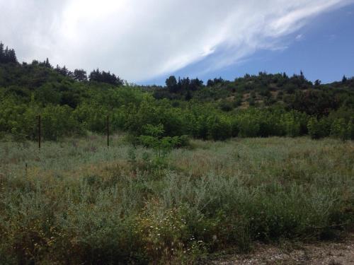 a field of grass with a hill in the background at Niki in Mtskheta
