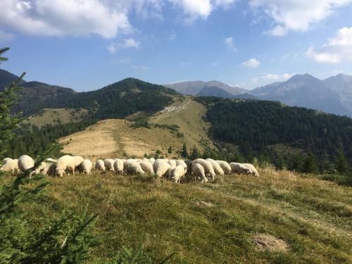 a herd of sheep grazing on a grassy hill at Nina Liptov in Liptovský Ján