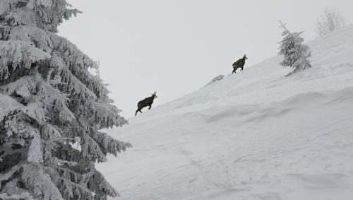 two animals running down a snow covered slope at Nina Liptov in Liptovský Ján