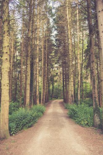 a dirt road in the middle of a forest at Landhuisjes Bij De Wouterbron in Oudsbergen 