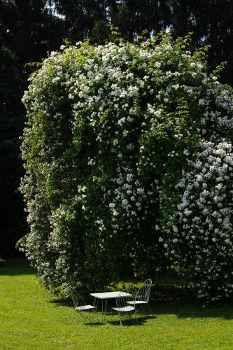 a table and chairs in front of a large bush with flowers at Landhaus Hindenburg in Bad Gleichenberg
