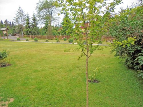 un petit arbre au milieu d'une pelouse dans l'établissement Ferienwohnung im Dachgeschoss _ He, à Neuhermsdorf